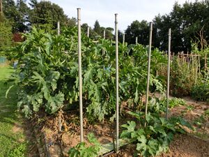 Valle del Gerenzone 2023-08-18 17-07-01 001.jpg