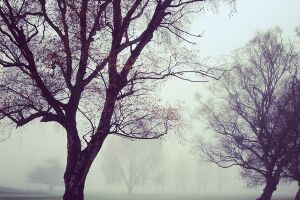 Griante - Comune di Griante 1.jpg