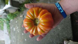 Valle del Gerenzone 2023-08-18 17-10-39 001.JPG