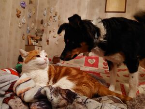 Cimitero di Laorca 2023-08-18 15-22-21 001.JPG