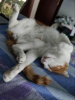 Chiesa del Purgatorio 2023-08-02 001.jpg