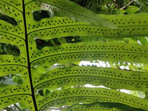Chiesa del Crocefisso 2023-08-11 17-45-46 001.jpg